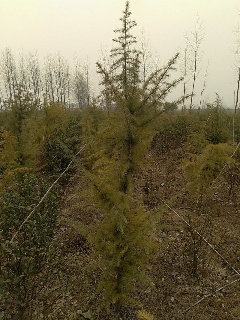 雪松，规格2米/6米，数量6000棵，自家种植，价格超低