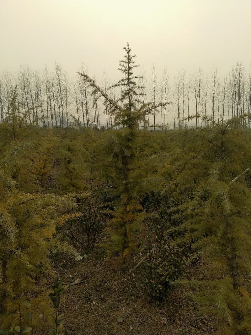 雪松，规格2米/6米，数量6000棵，自家种植，价格超低