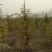 雪松，规格2米/6米，数量6000棵，自家种植，价格超低