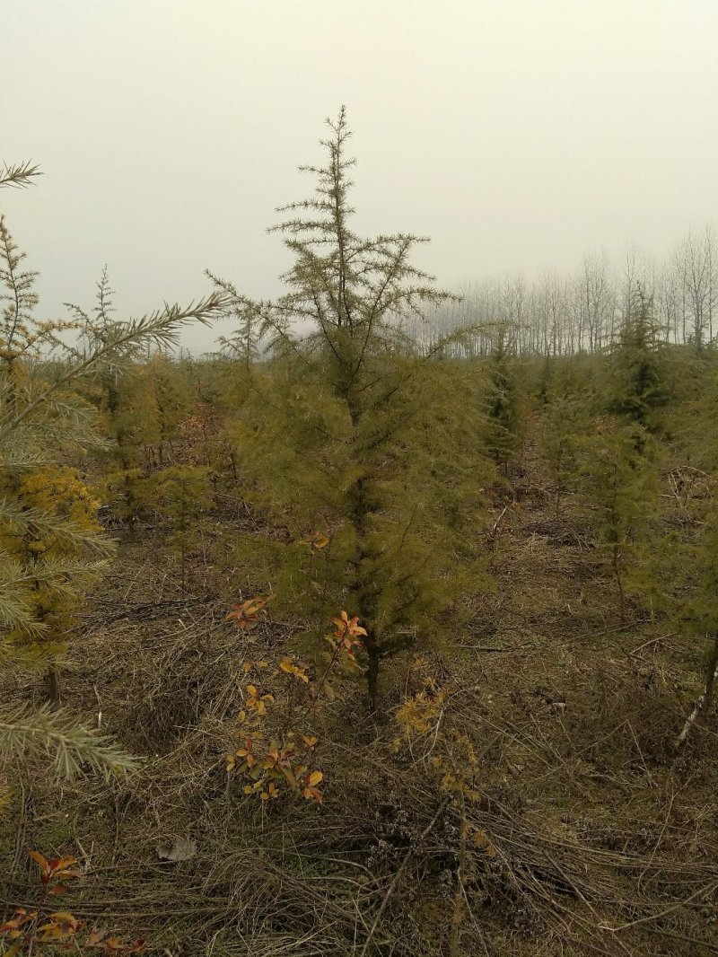 雪松，规格2米/6米，数量6000棵，自家种植，价格超低