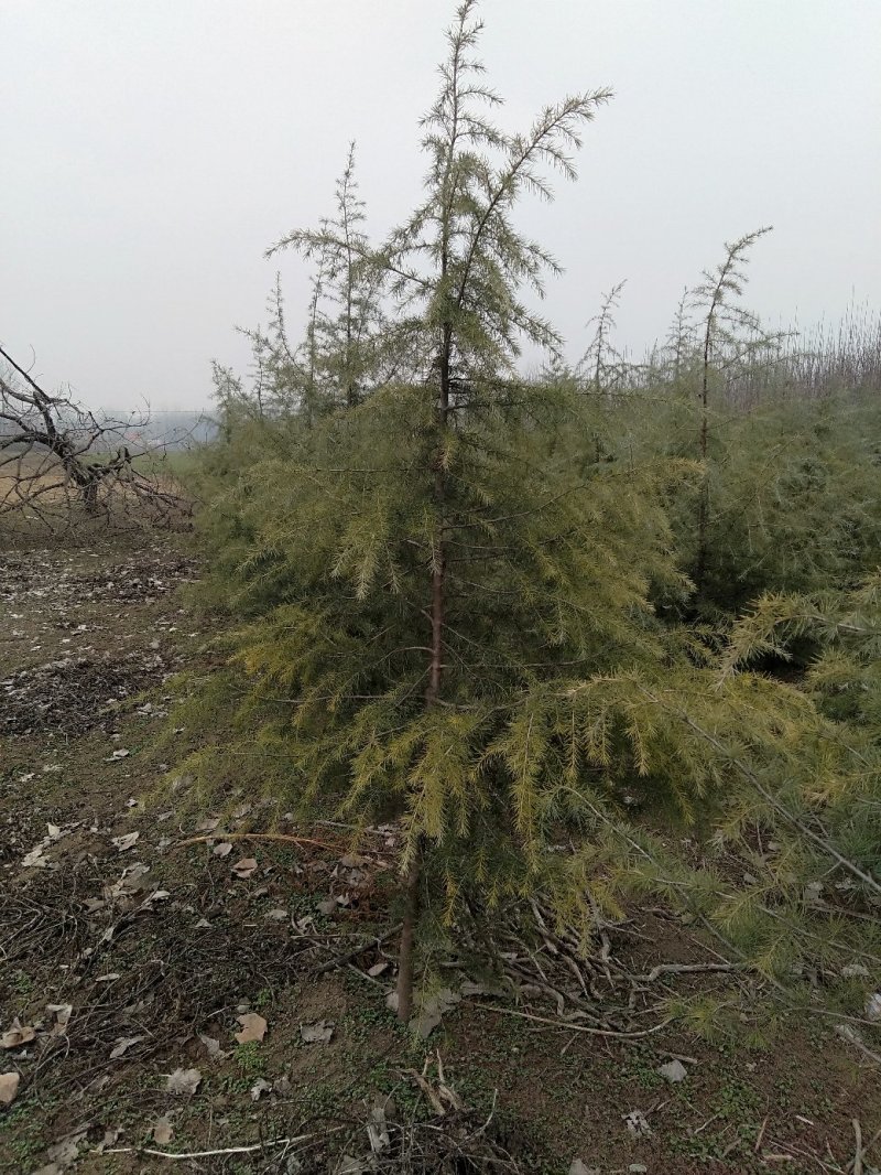 雪松，规格2米/6米，数量6000棵，自家种植，价格超低