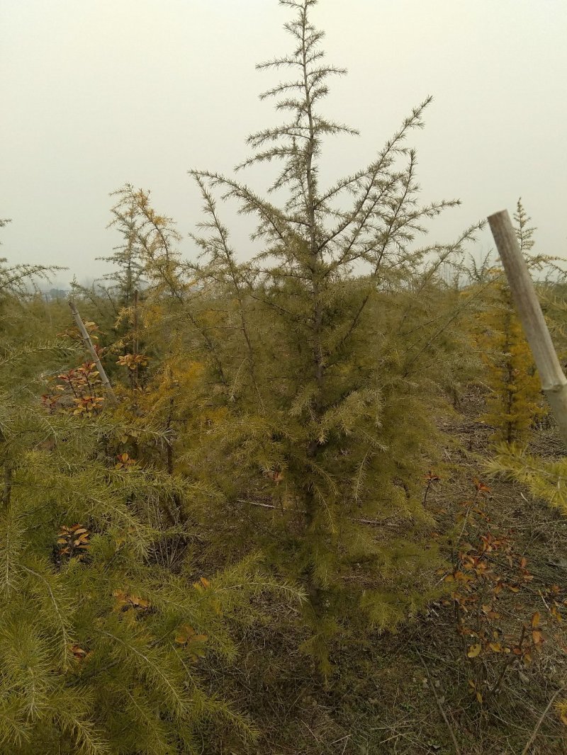 雪松，规格2米/6米，数量6000棵，自家种植，价格超低