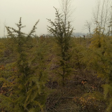 雪松，规格2米/6米，数量6000棵，自家种植，价格超低
