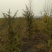 雪松，规格2米/6米，数量6000棵，自家种植，价格超低
