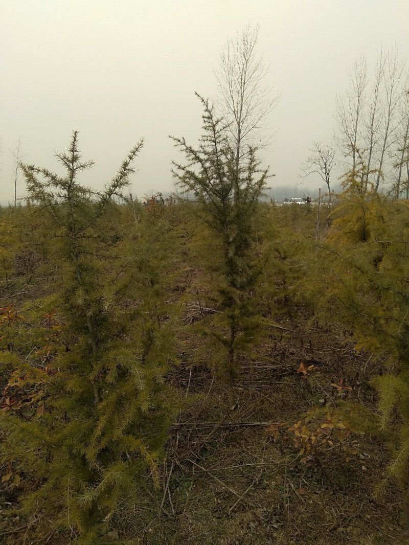 雪松，规格2米/6米，数量6000棵，自家种植，价格超低