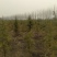 雪松，规格2米/6米，数量6000棵，自家种植，价格超低