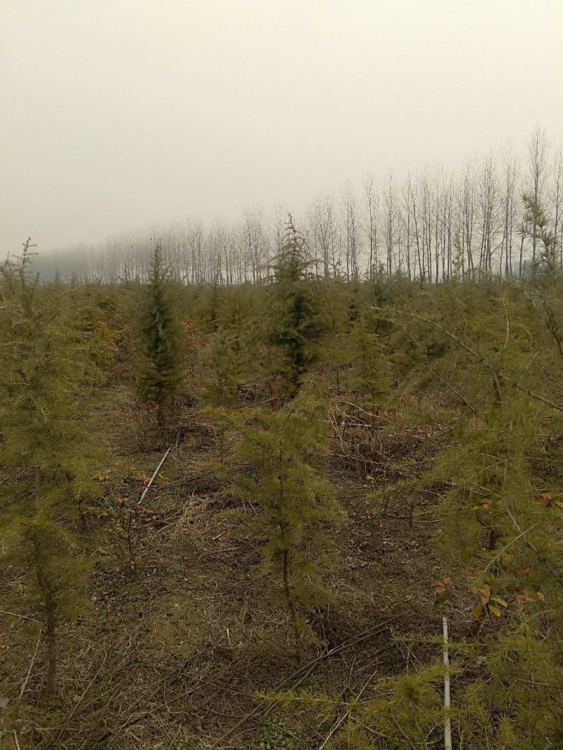雪松，规格2米/6米，数量6000棵，自家种植，价格超低