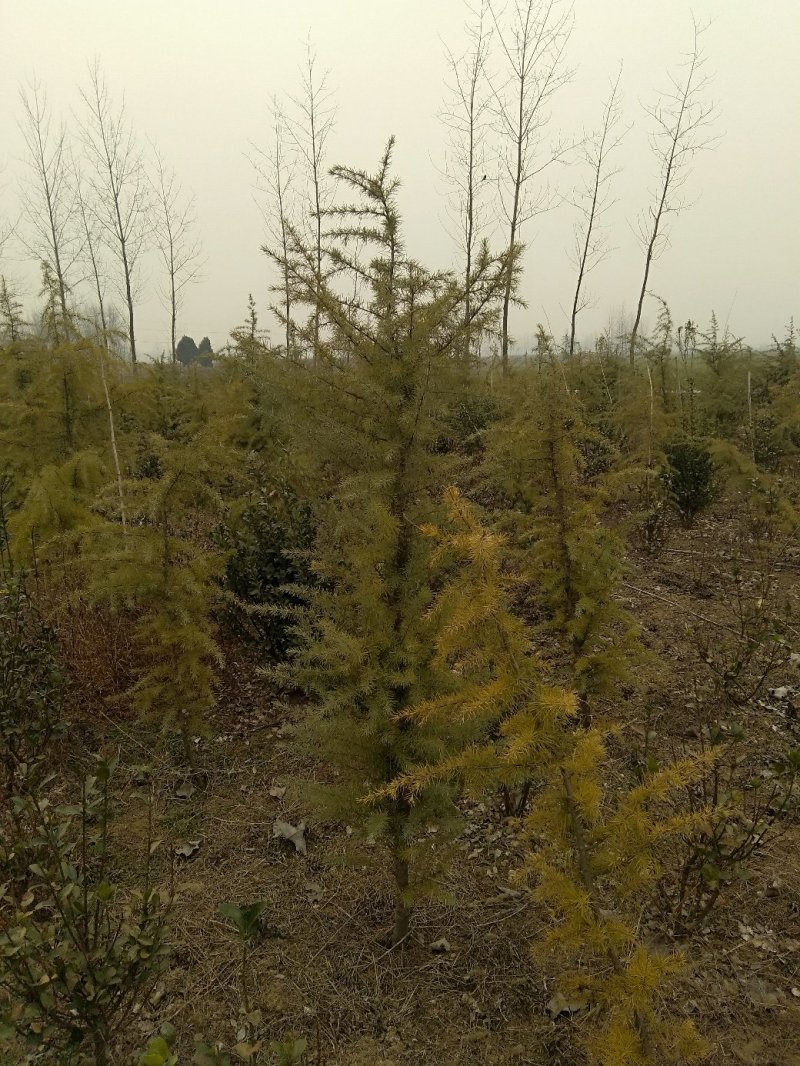 雪松，规格2米/6米，数量6000棵，自家种植，价格超低