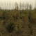 雪松，规格2米/6米，数量6000棵，自家种植，价格超低