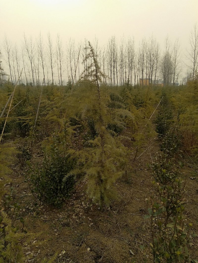 雪松，规格2米/6米，数量6000棵，自家种植，价格超低