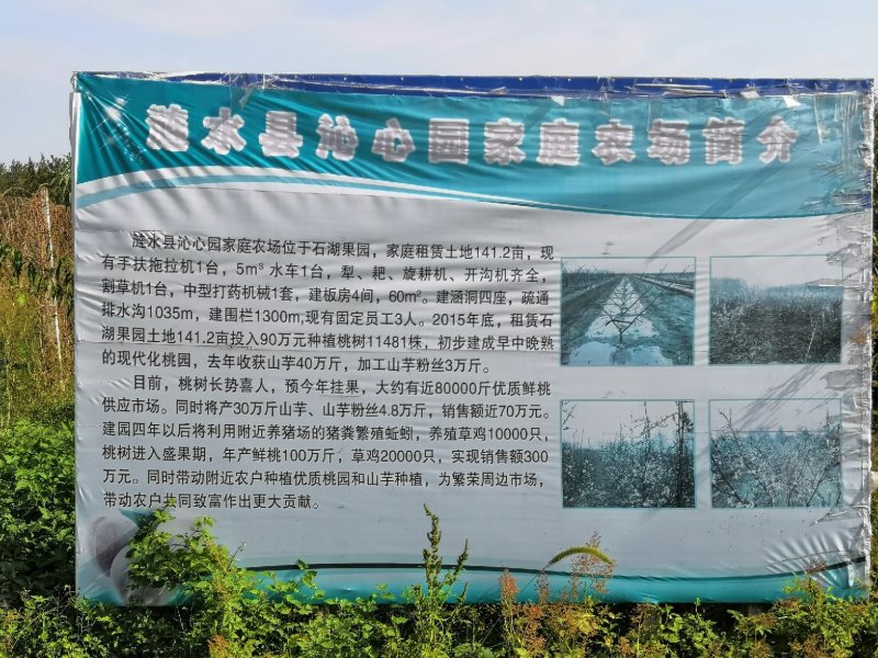 142亩桃园寻求合作或转让