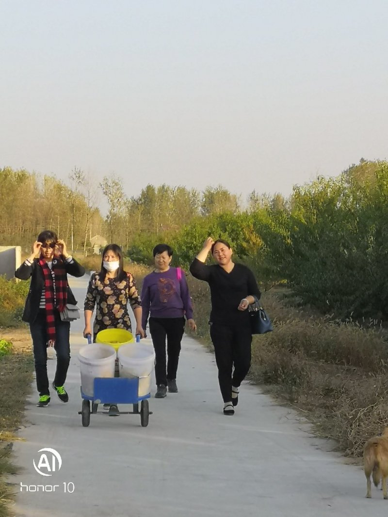 142亩桃园寻求合作或转让