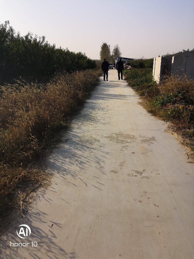 142亩桃园寻求合作或转让