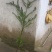 1米2高南方红豆杉树苗