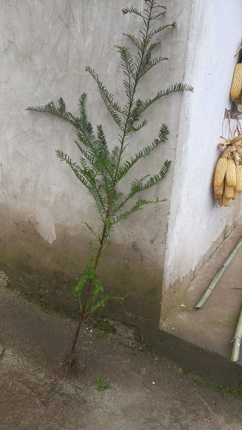 1米2高南方红豆杉树苗
