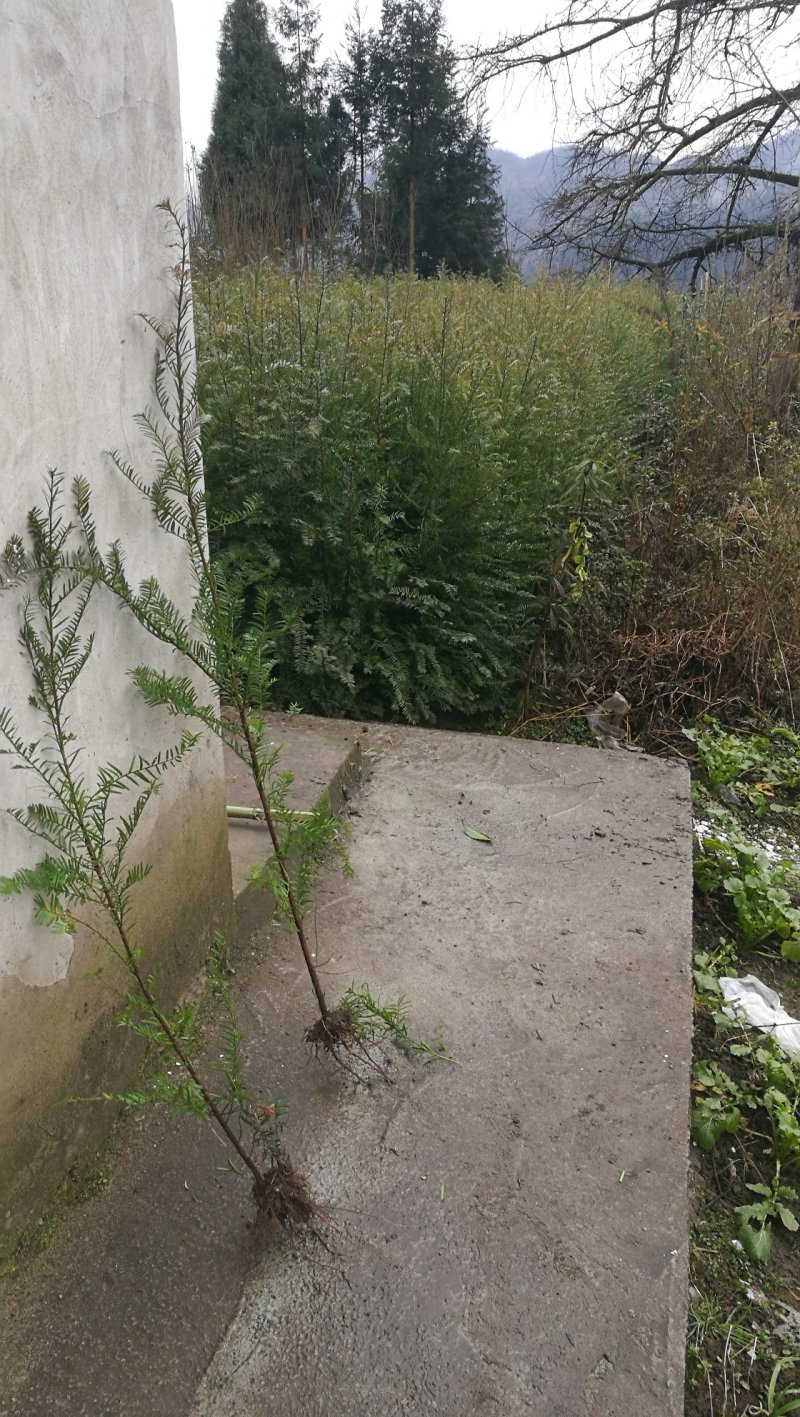 1米2高南方红豆杉树苗
