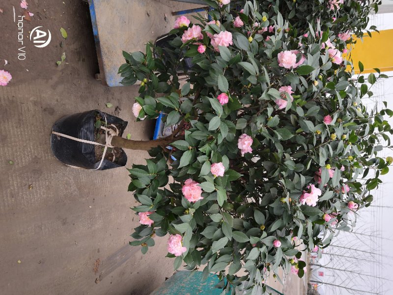 茶花3-5公分装车85茶梅球均有苗圃大量供应