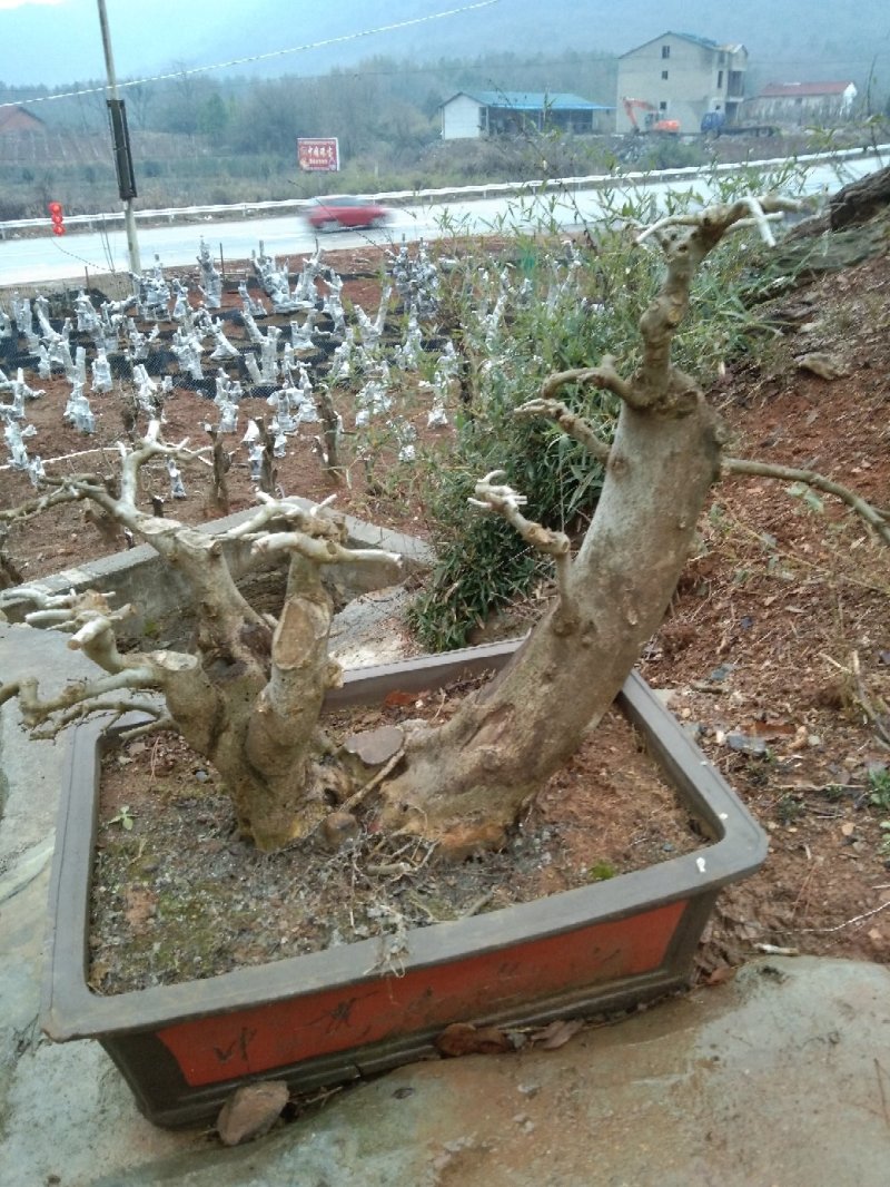 对节白蜡小微盆景苗木