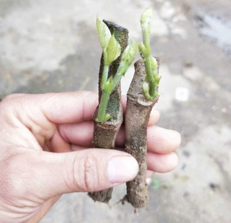 粉葛苗种植葛根苗葛根茶种子葛系列种植苗