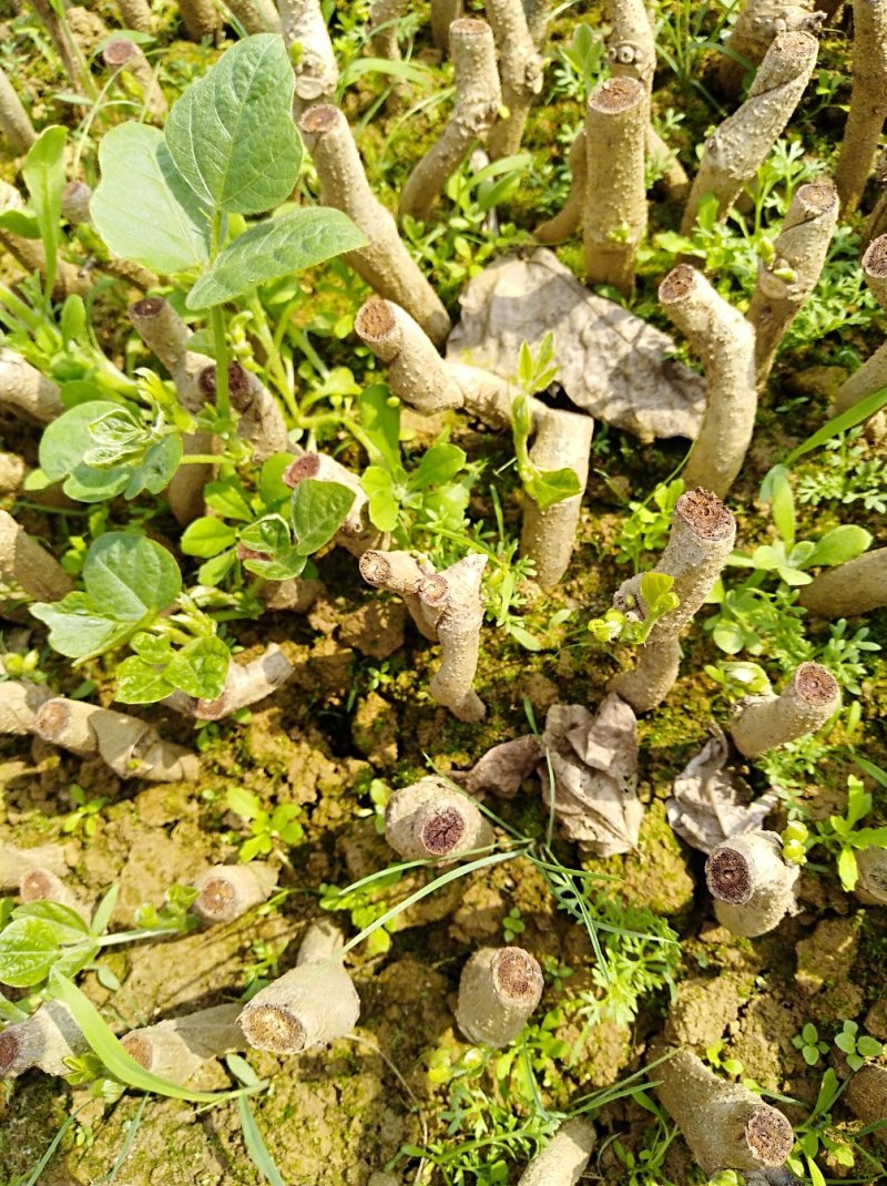 粉葛苗种植葛根苗葛根茶种子葛系列种植苗