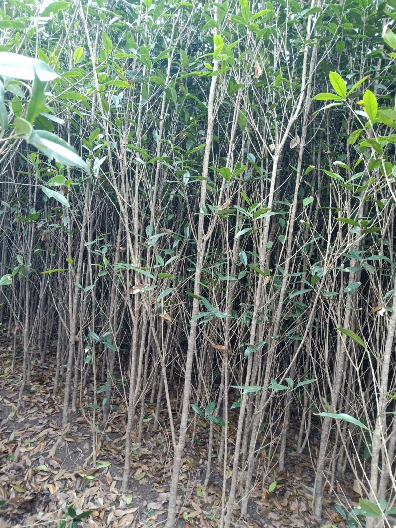 桂花