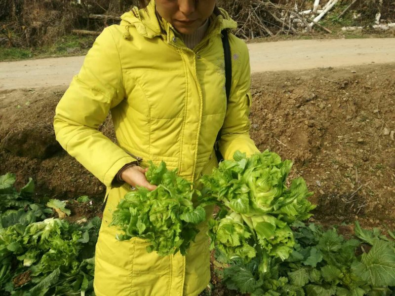 儿菜
