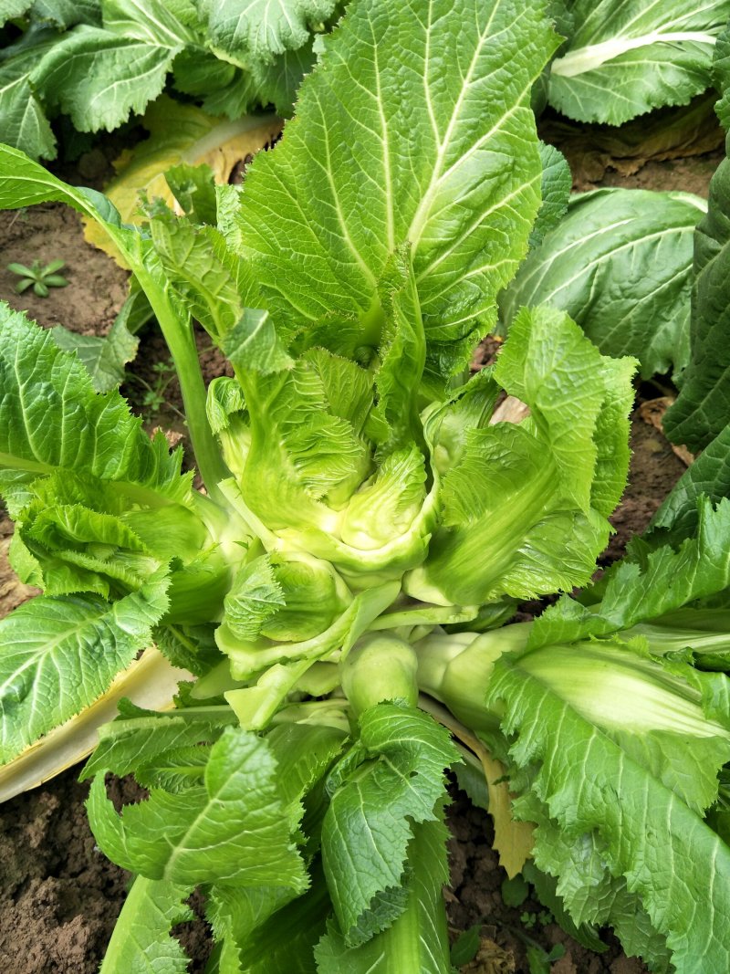 儿菜