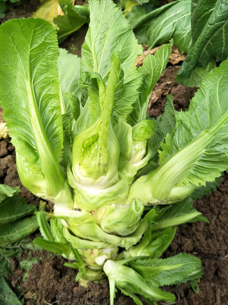 儿菜