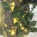 【岩石蜂蜜】野蜂蜜保质保量诚信经营可视频