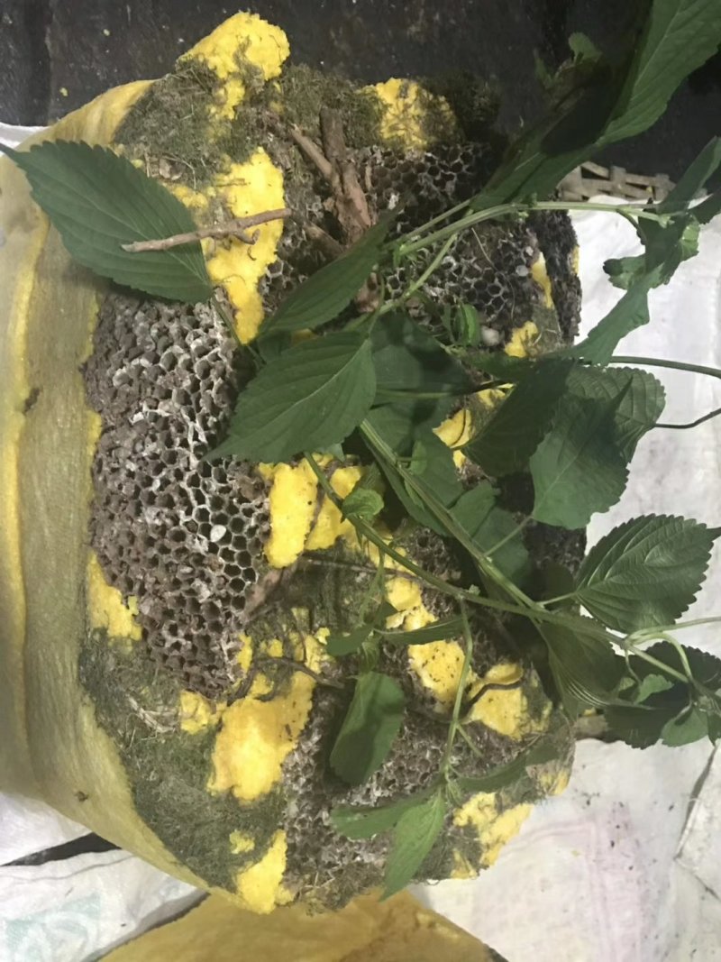 【岩石蜂蜜】野蜂蜜保质保量诚信经营可视频