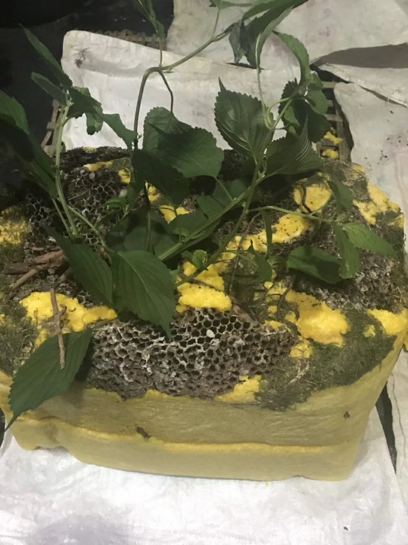【岩石蜂蜜】野蜂蜜保质保量诚信经营可视频