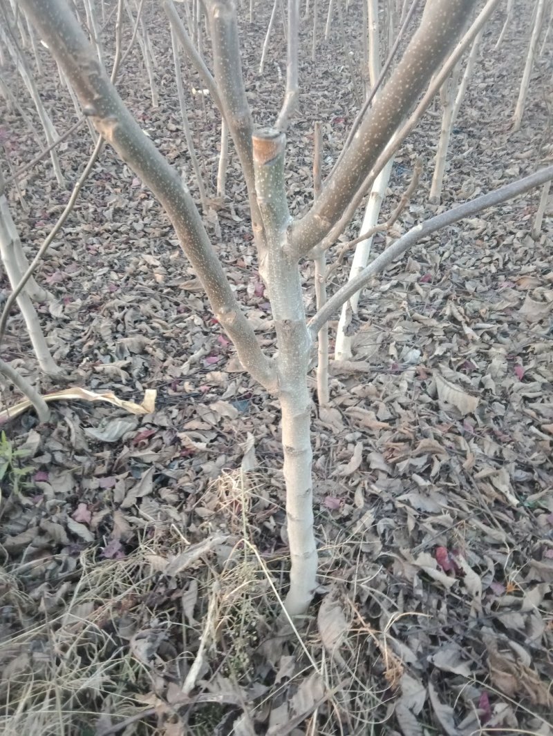 大量出售核桃树苗！和各种规格的核桃树！占地树！