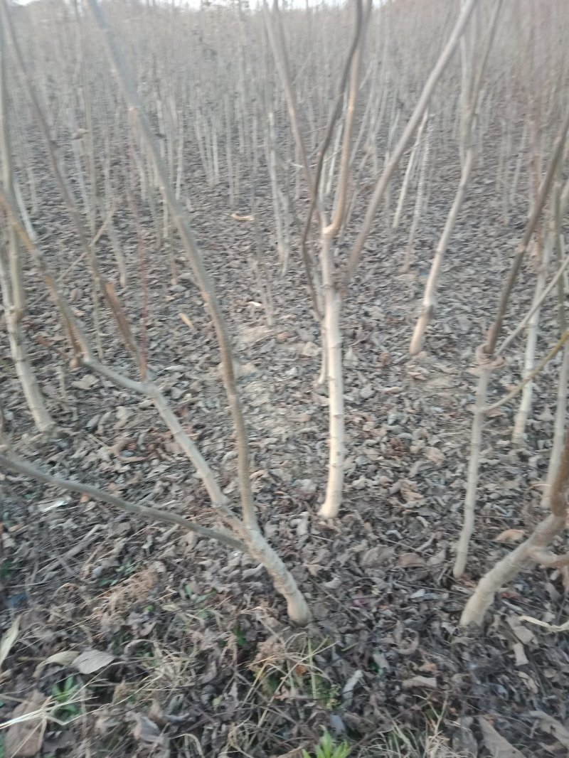 大量出售核桃树苗！和各种规格的核桃树！占地树！