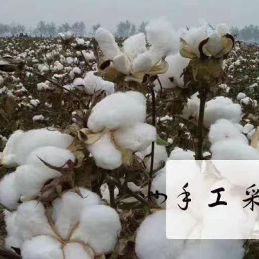 棉花:甘肃瓜州优质手摘棉花，全年干旱少雨