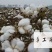 棉花:甘肃瓜州优质手摘棉花，全年干旱少雨