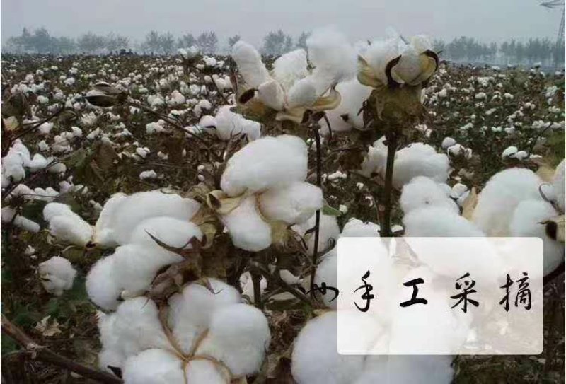 棉花:甘肃瓜州优质手摘棉花，全年干旱少雨