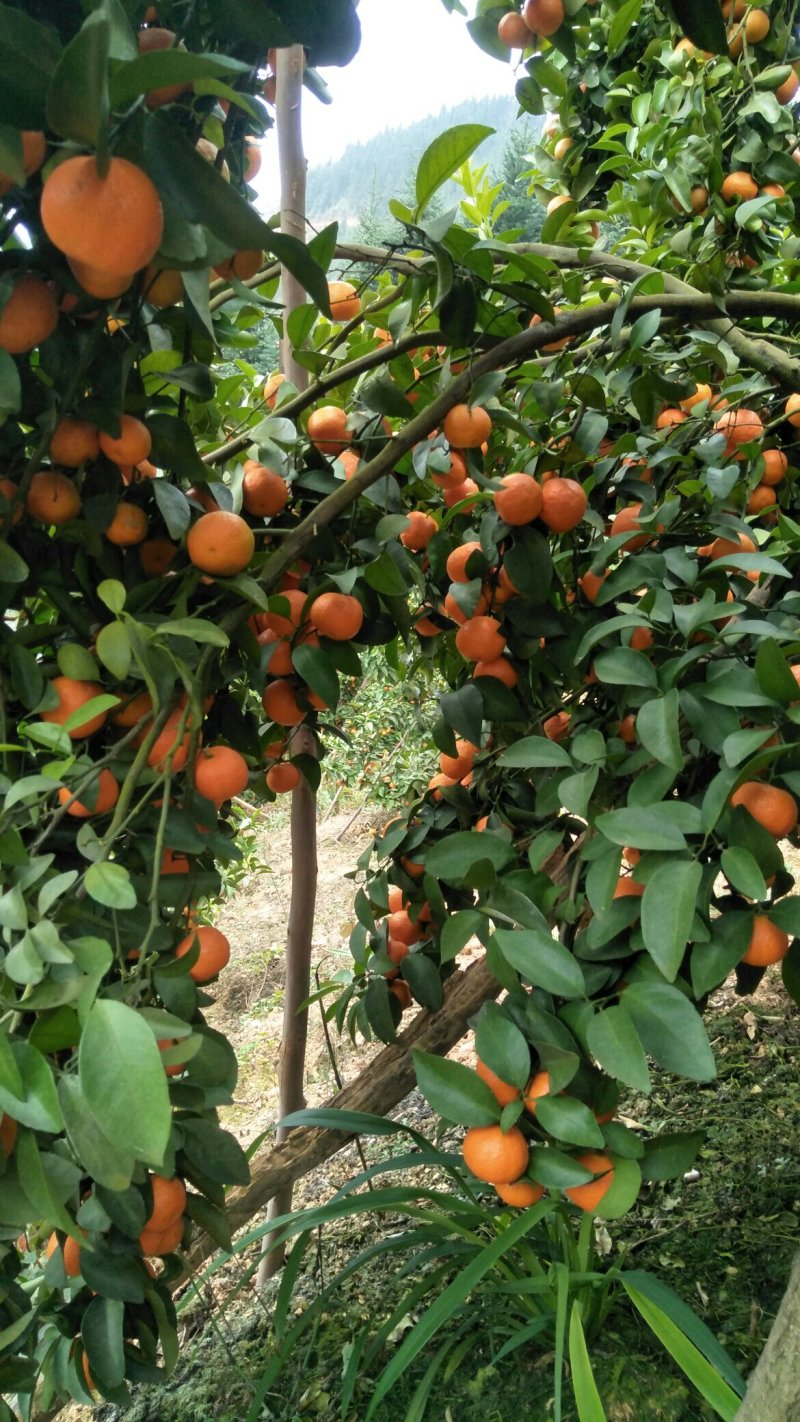 砂糖橘