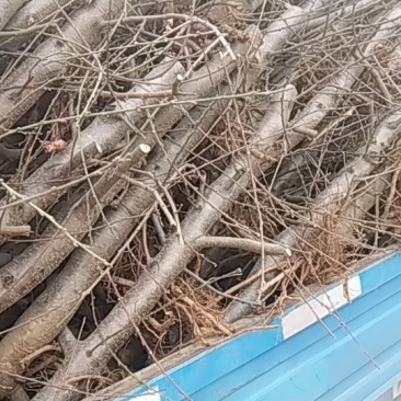 大量供应桃树，梨树，杨树苗各种苗木