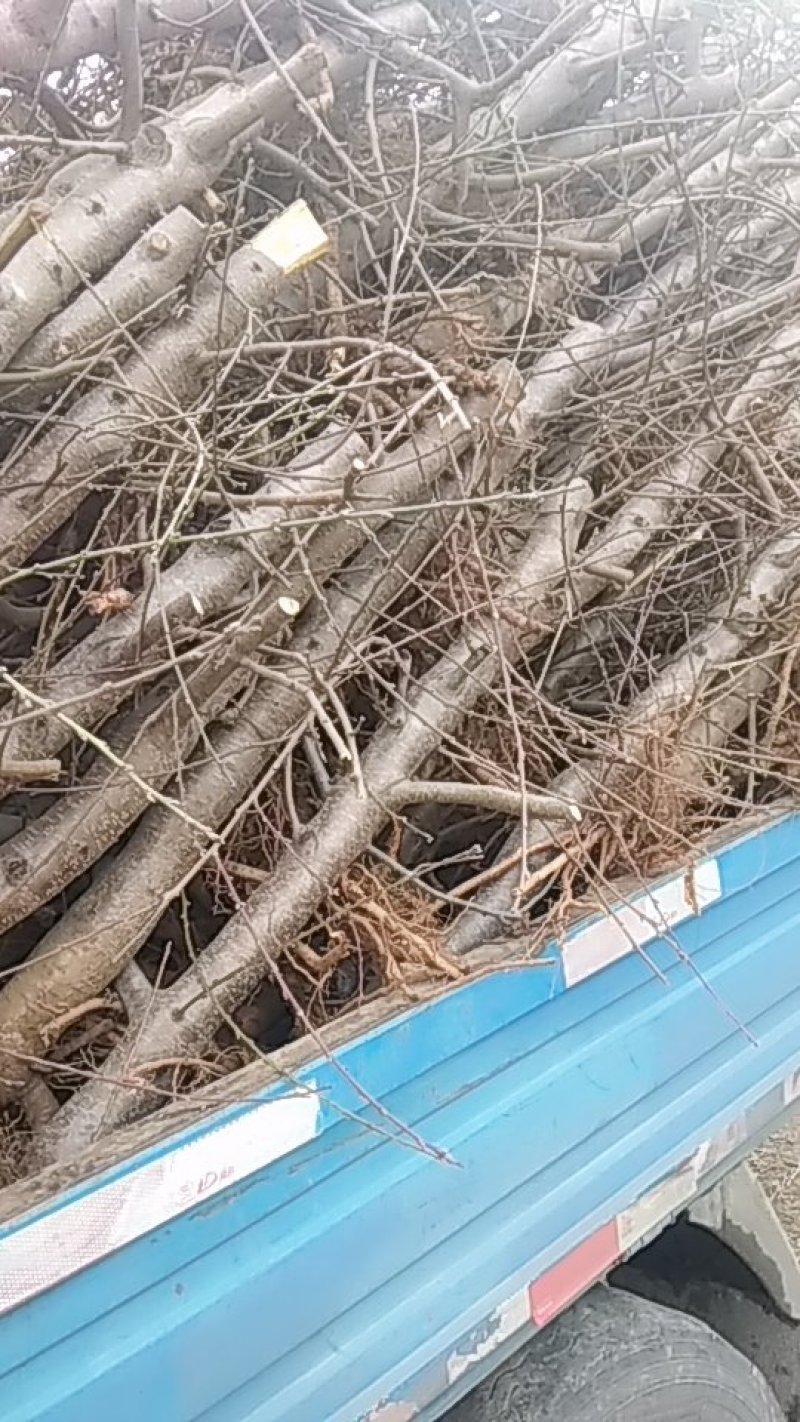 大量供应桃树，梨树，杨树苗各种苗木