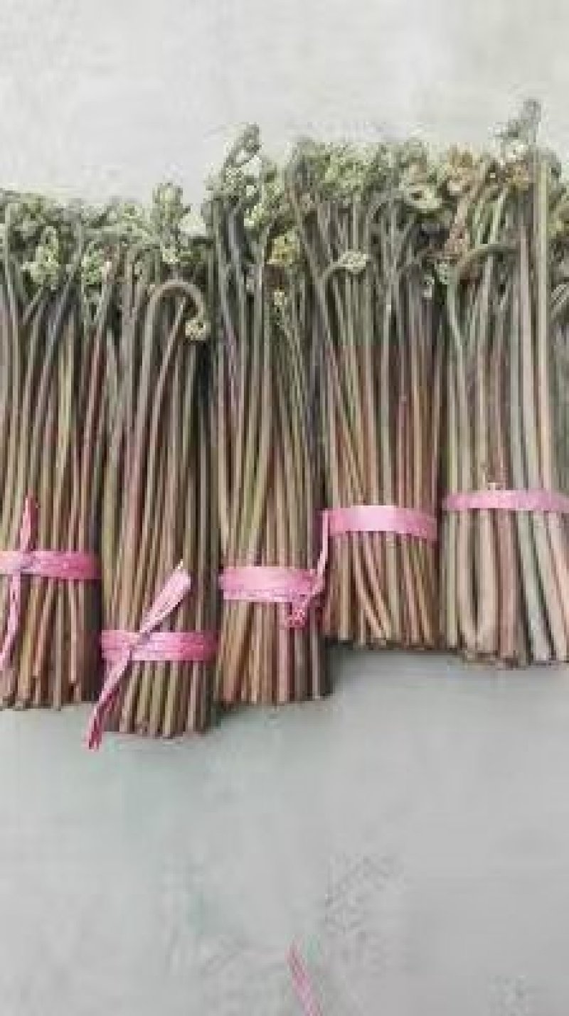 野生蕨菜(鲜货，半成品等)