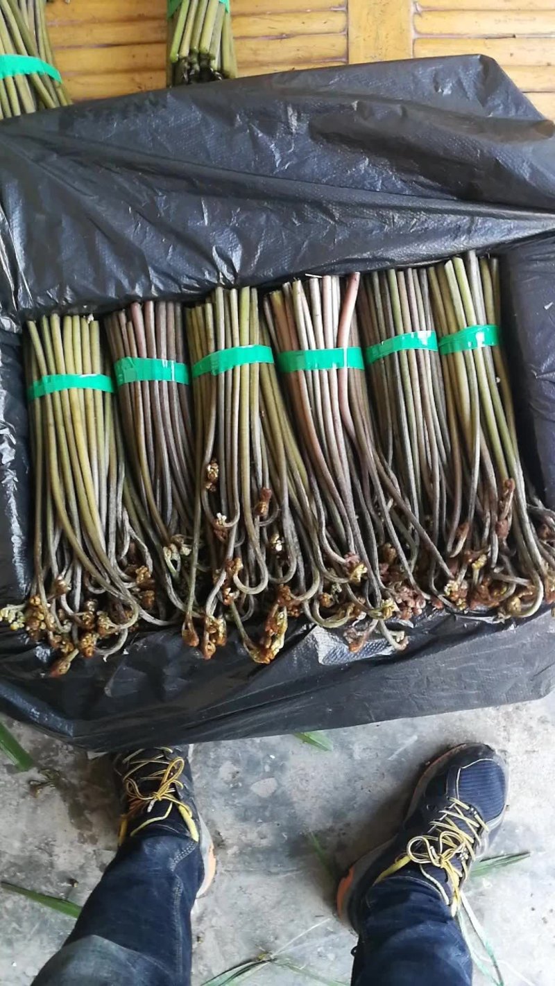 野生蕨菜(鲜货，半成品等)