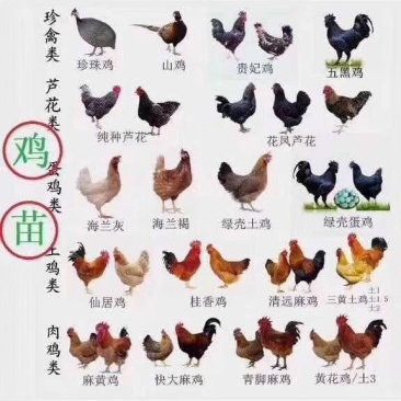 鸡苗厂家直供包成活