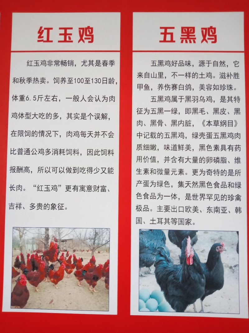 鸡苗厂家直供包成活