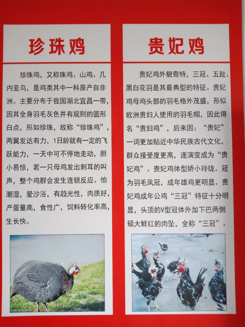 鸡苗厂家直供包成活
