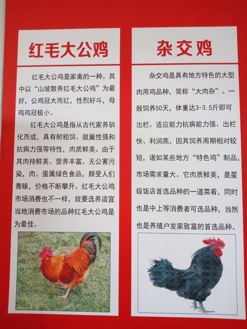 鸡苗厂家直供包成活