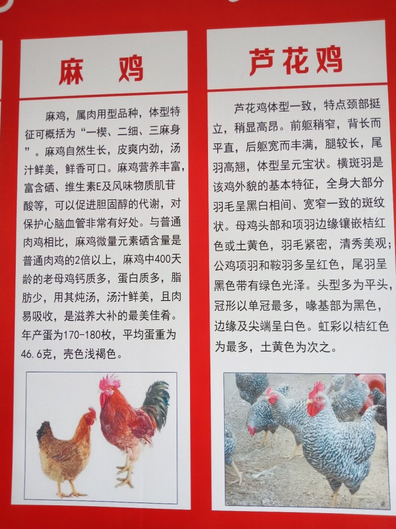 鸡苗厂家直供包成活