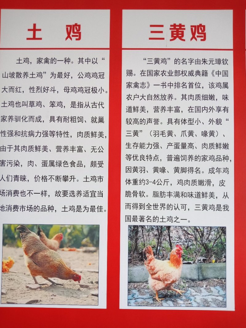 鸡苗厂家直供包成活