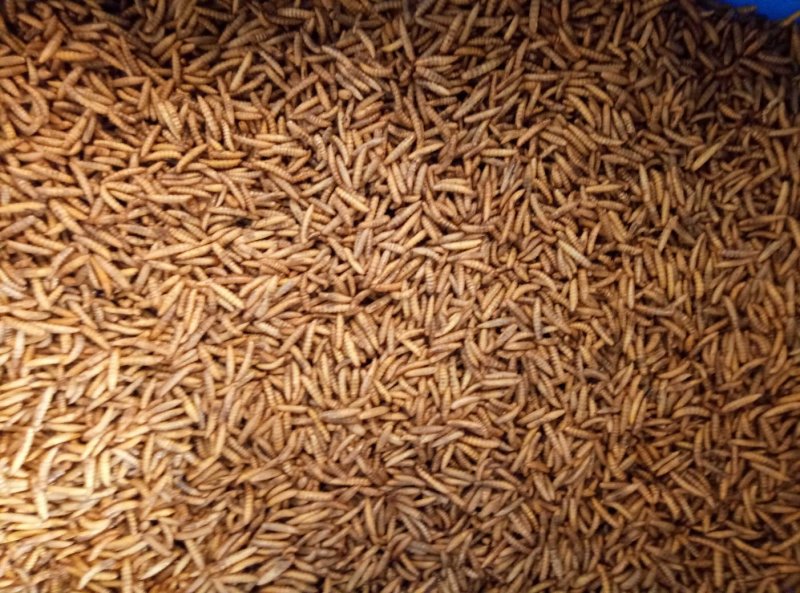 黑水虻干虫，长期大量供货！！！