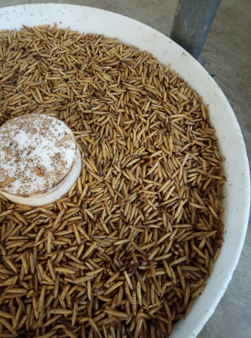 黑水虻干虫，长期大量供货！！！