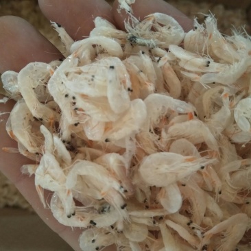 虾皮500g野生虾皮